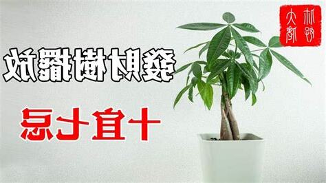 發財樹開花 風水